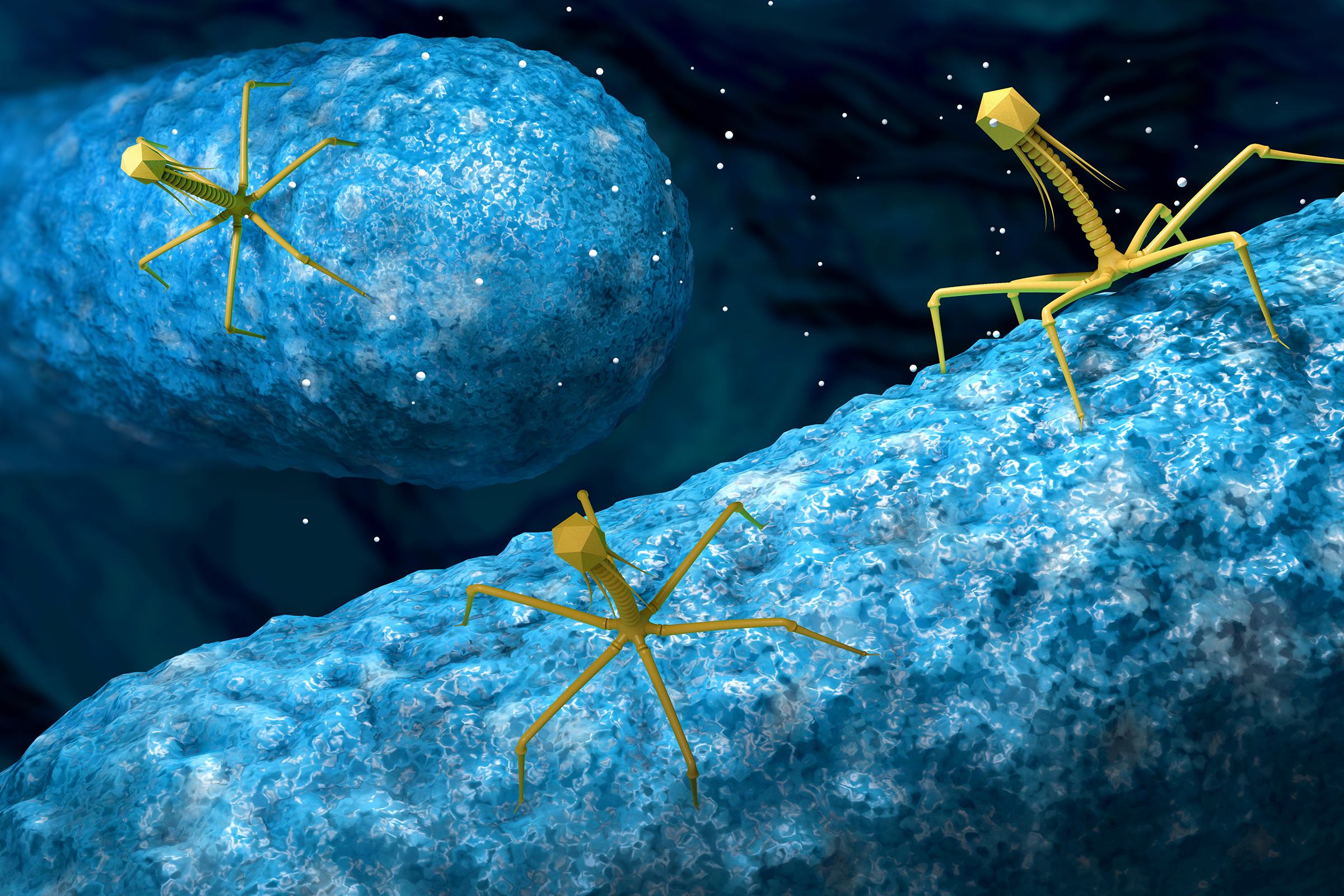 Bacteriophage or phage virus attacking and infecting a bacteria - 3d illustration
