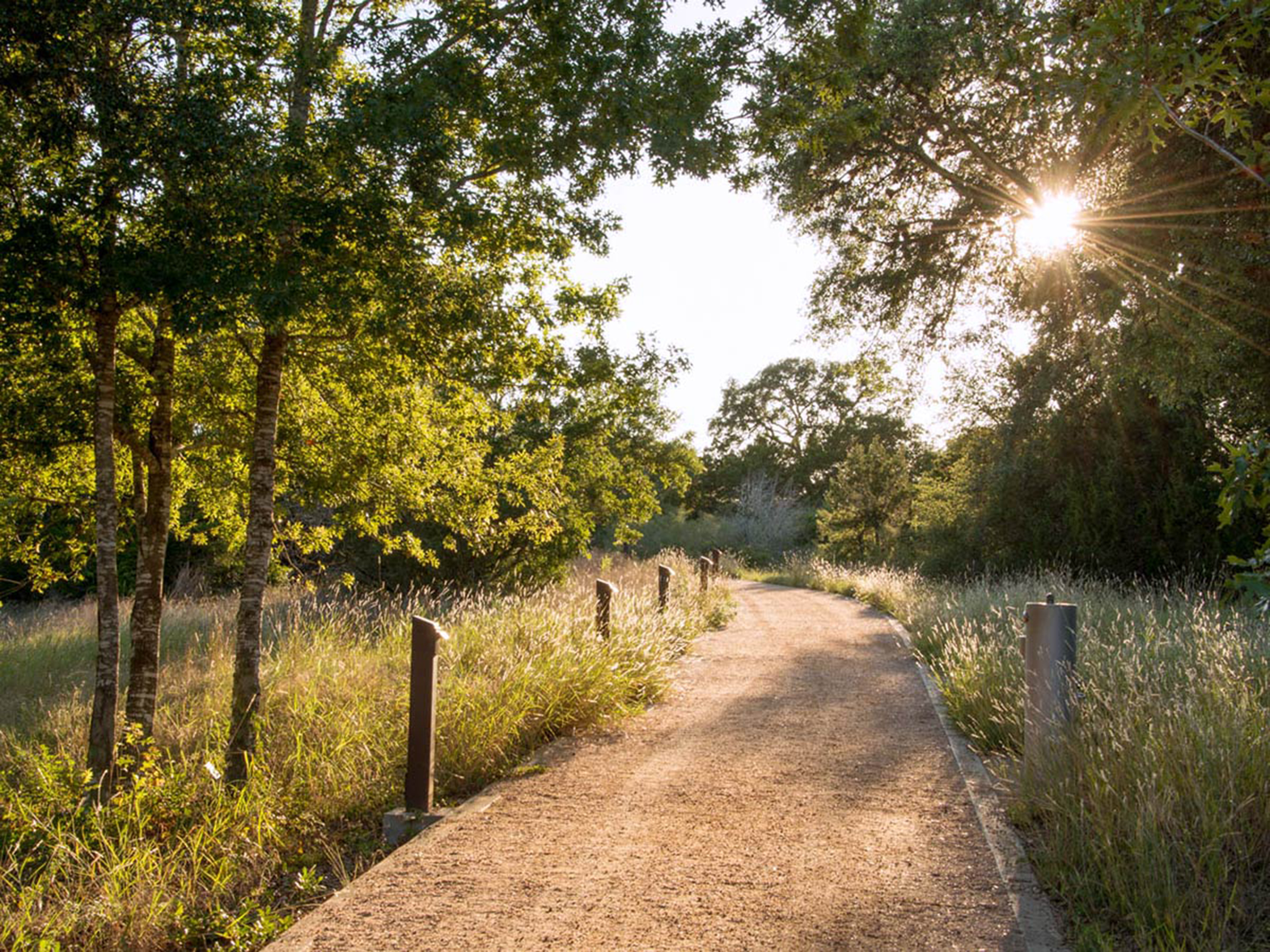 Photo of a crushed granite pathway winding through a wooded area in the Lady Bird Johson Wildflower Center's arboretum. The sun, just near the horizon, gleams through the native trees and native grasses. 
