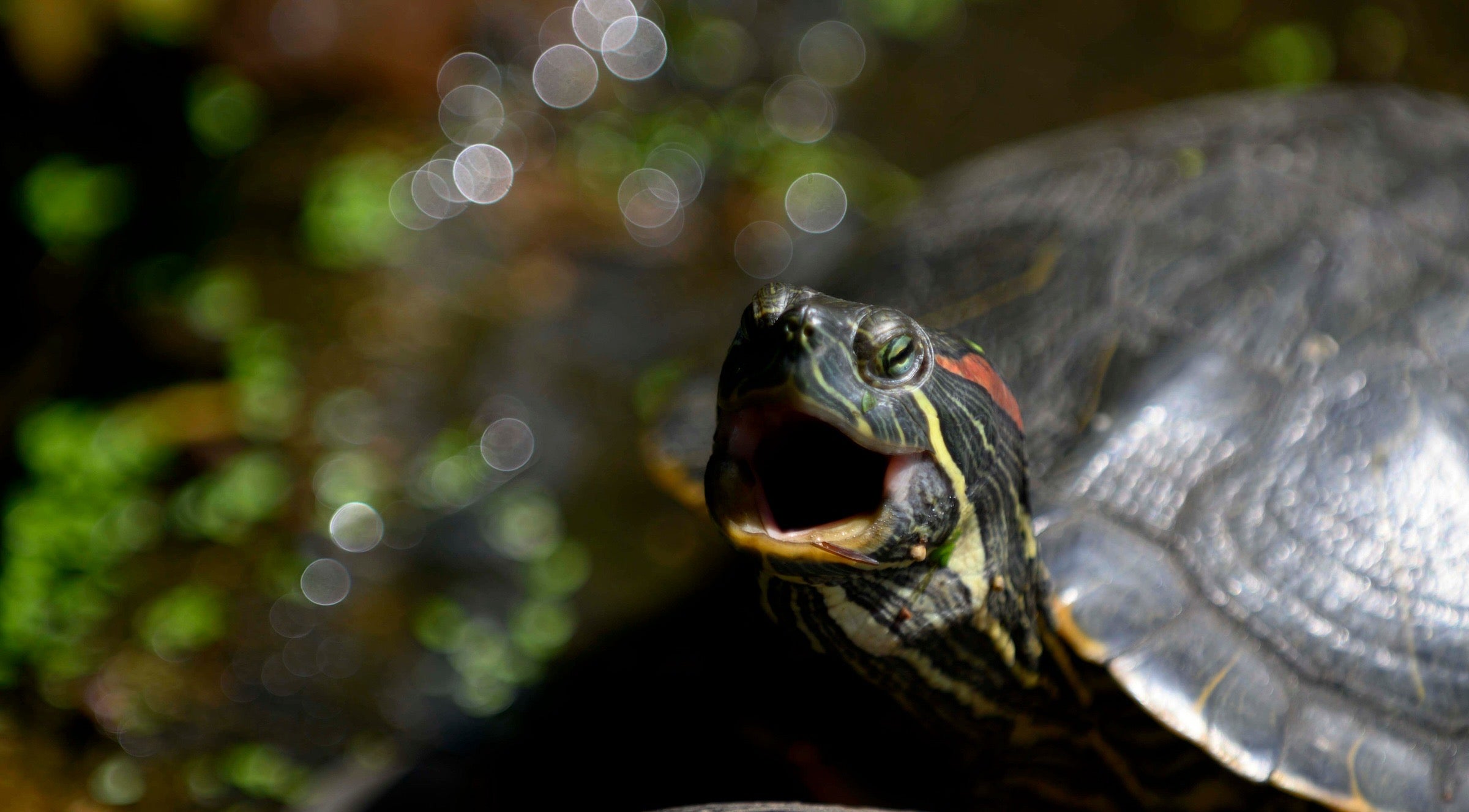 Open mouth turtle