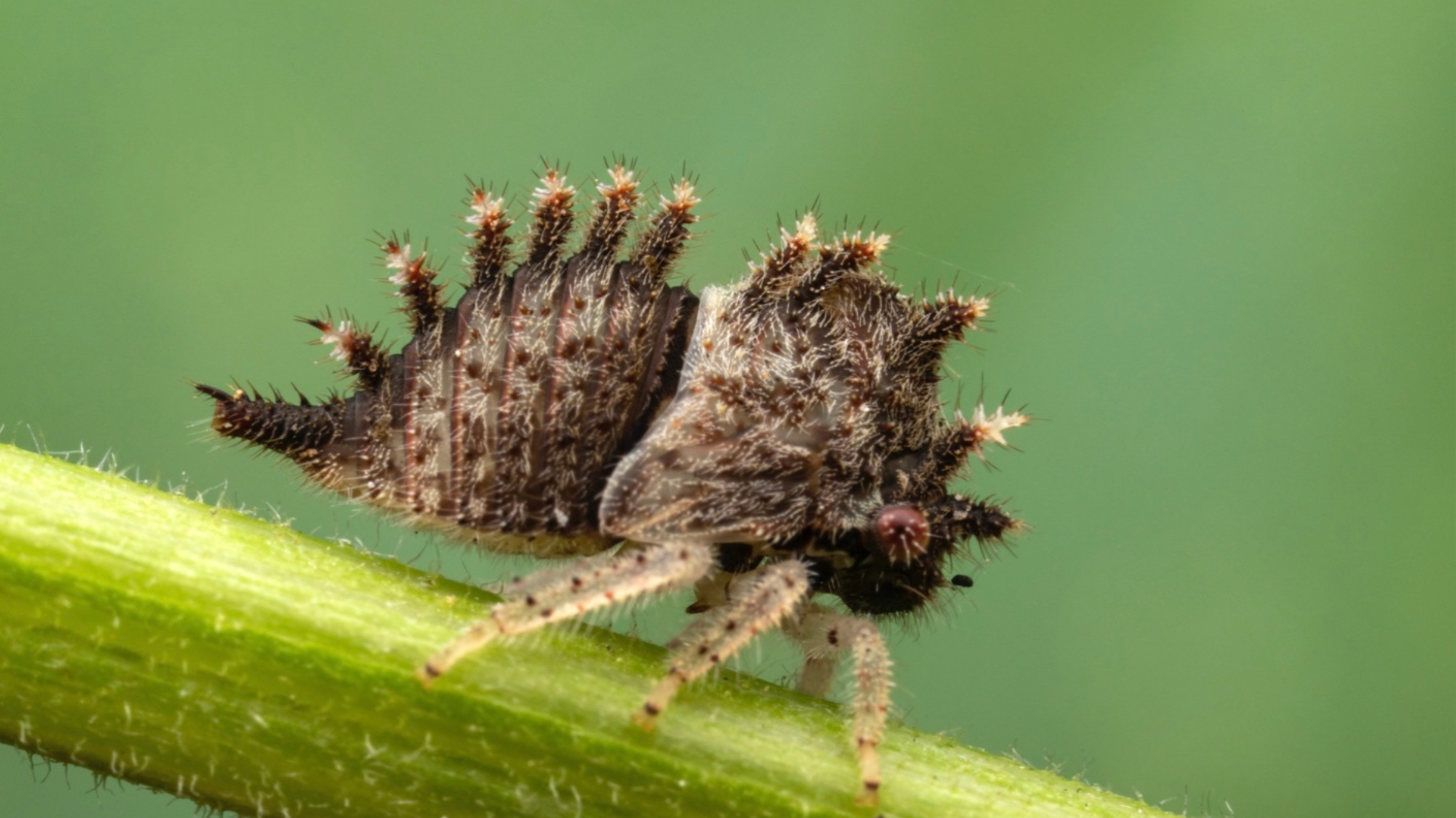 A young treehopper photographed at the Brackenridge Field Laboratory polllinator garden is one of the insects that inspired a scientist-musician collaboraiton. Credit: Alex Wild