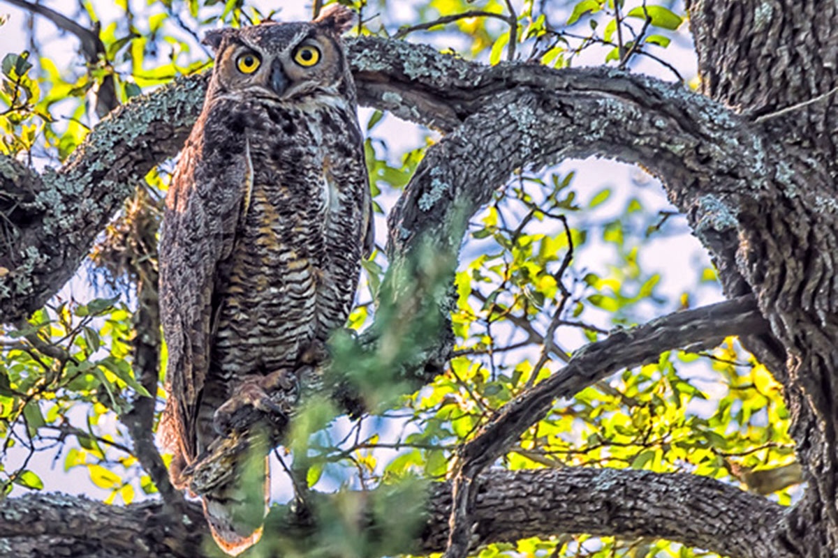 A great horned owl perches on a tree branch.