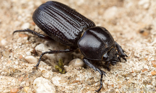 Black scarab bettle