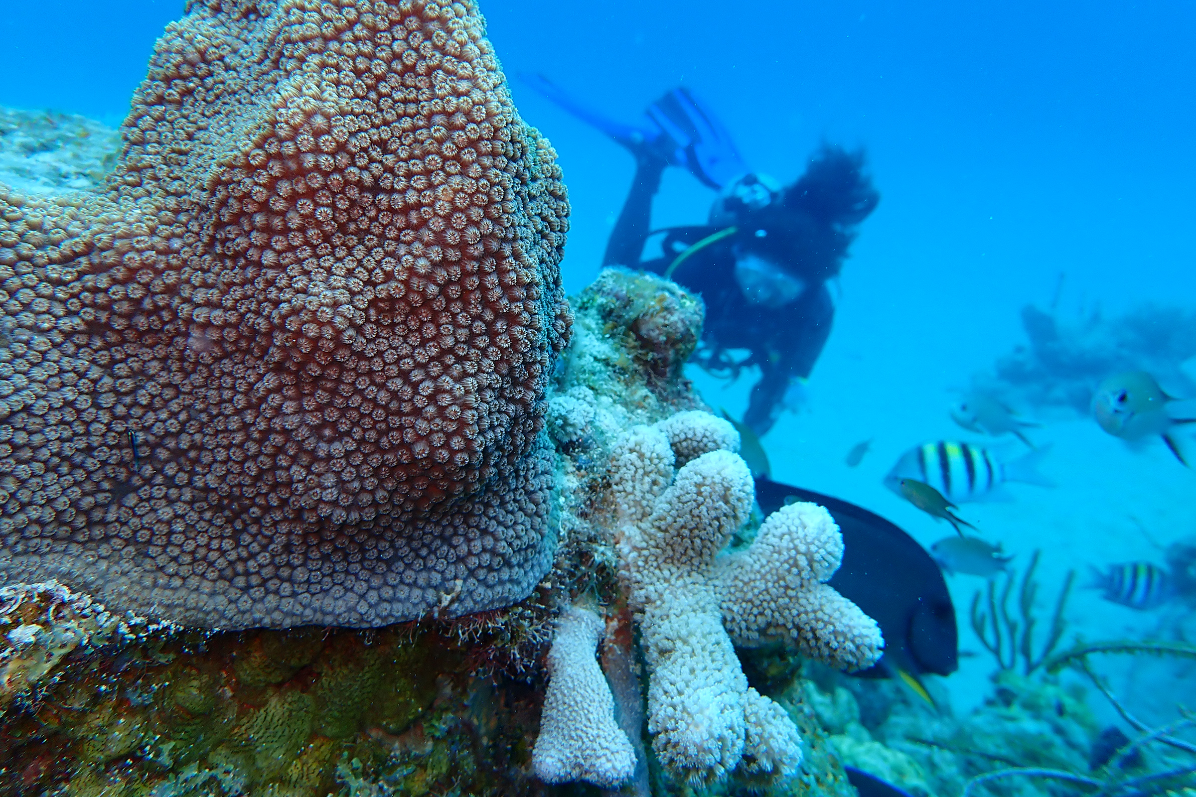 Kristina Black diving near coral in Cane Bay