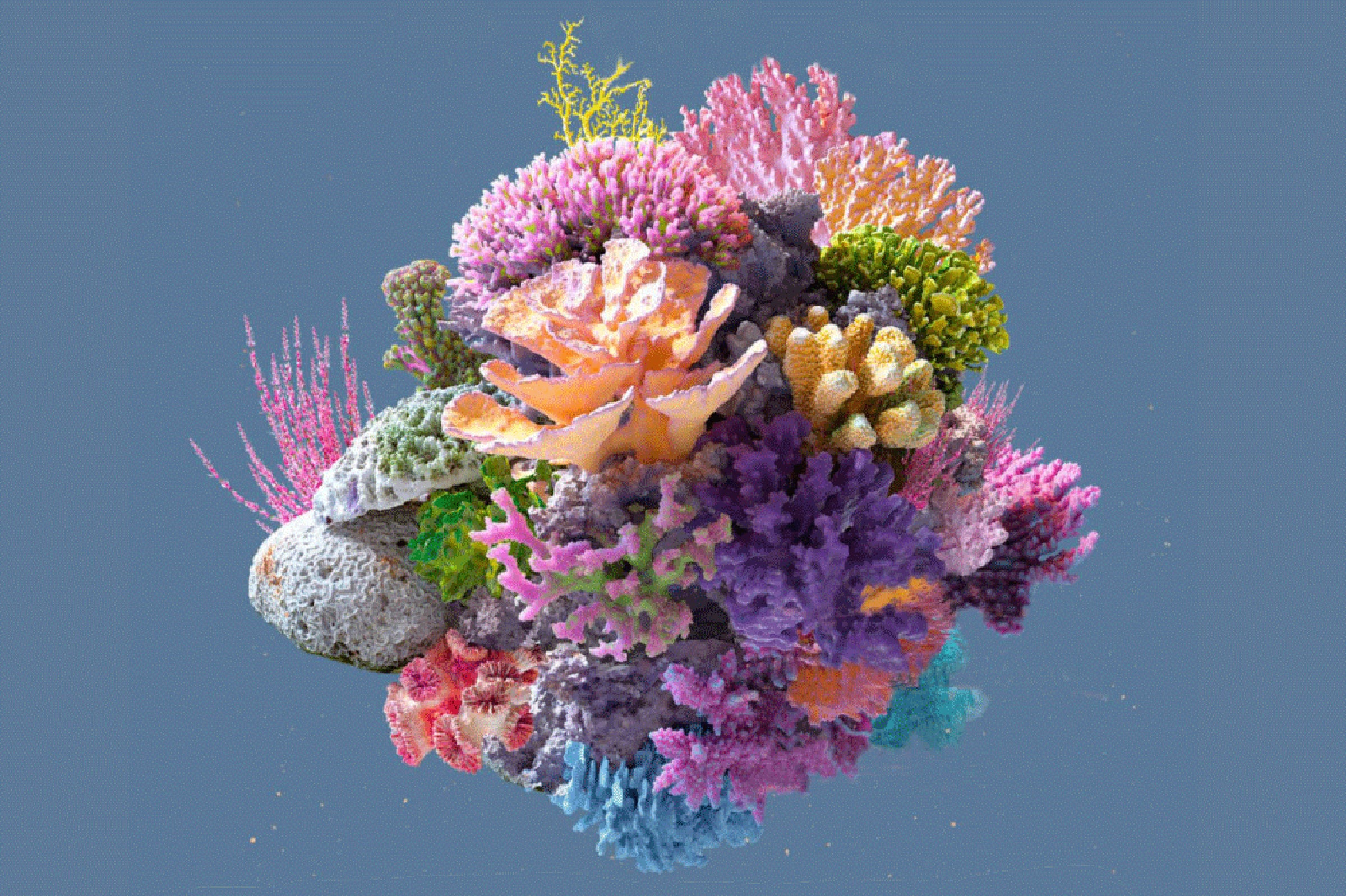 Several varieties of coral