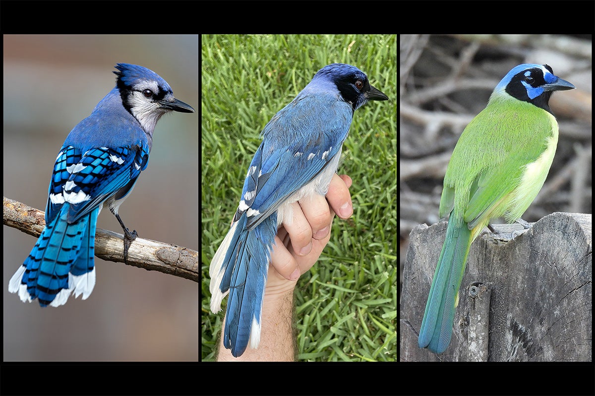 Three birds are shown. On the left is a blue jay, which is primarily blue with some patches of white on wing tips, around the face and on the chest. On the right is a green jay, which is primarily green with a lighter colored chest and a mix of blue and black patches on the face. In the center is a hybrid bird, which is primarily blue and resembles a blue jay, but with a larger area of black on the face, more akin to a green jay.