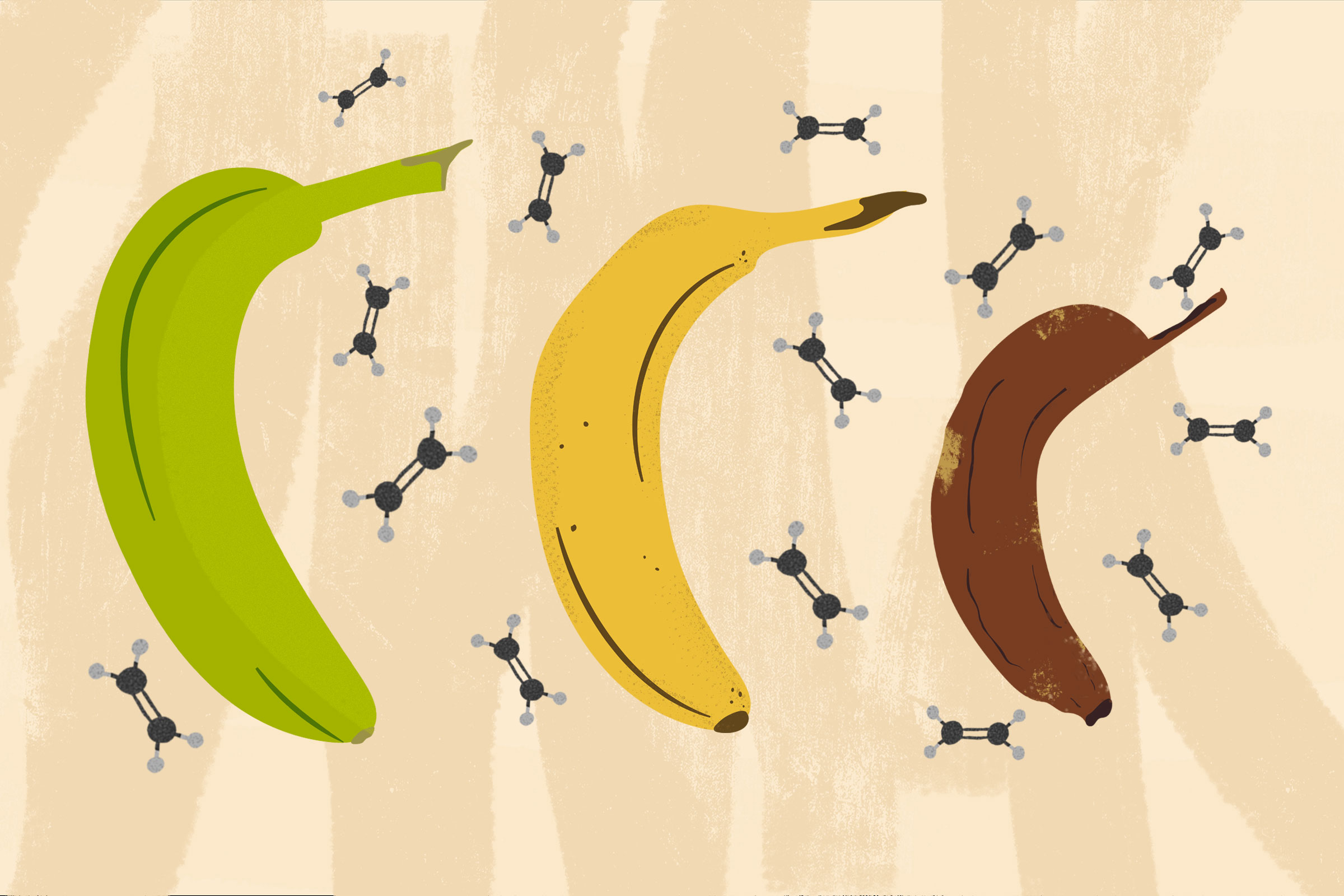 The ethylene from bananas stored together can even cause each other to ripen faster.