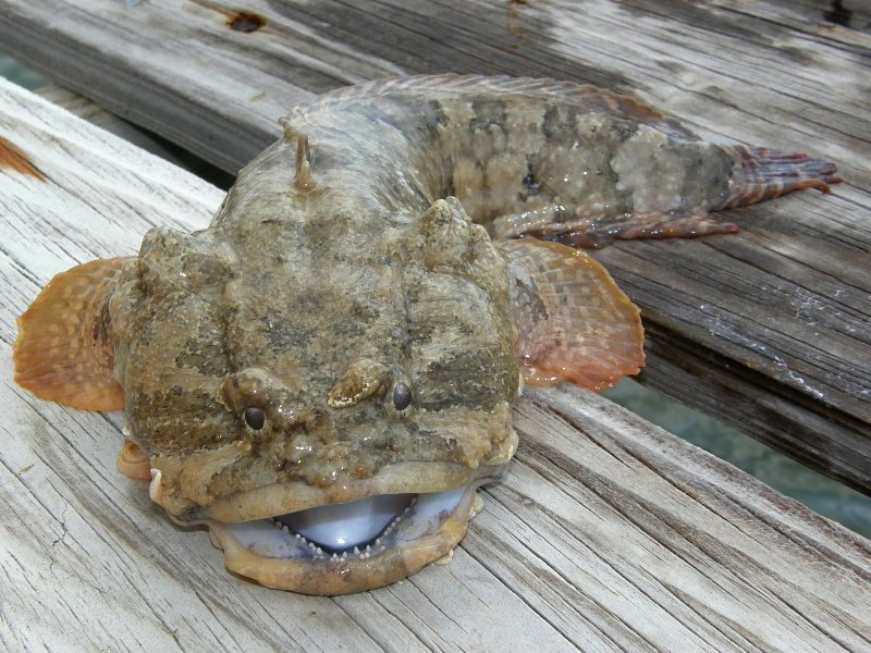Gulf toadfish
