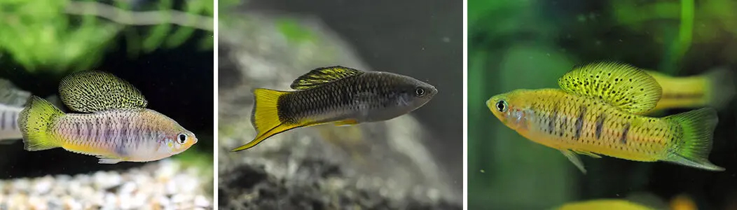 Three separate images of fish