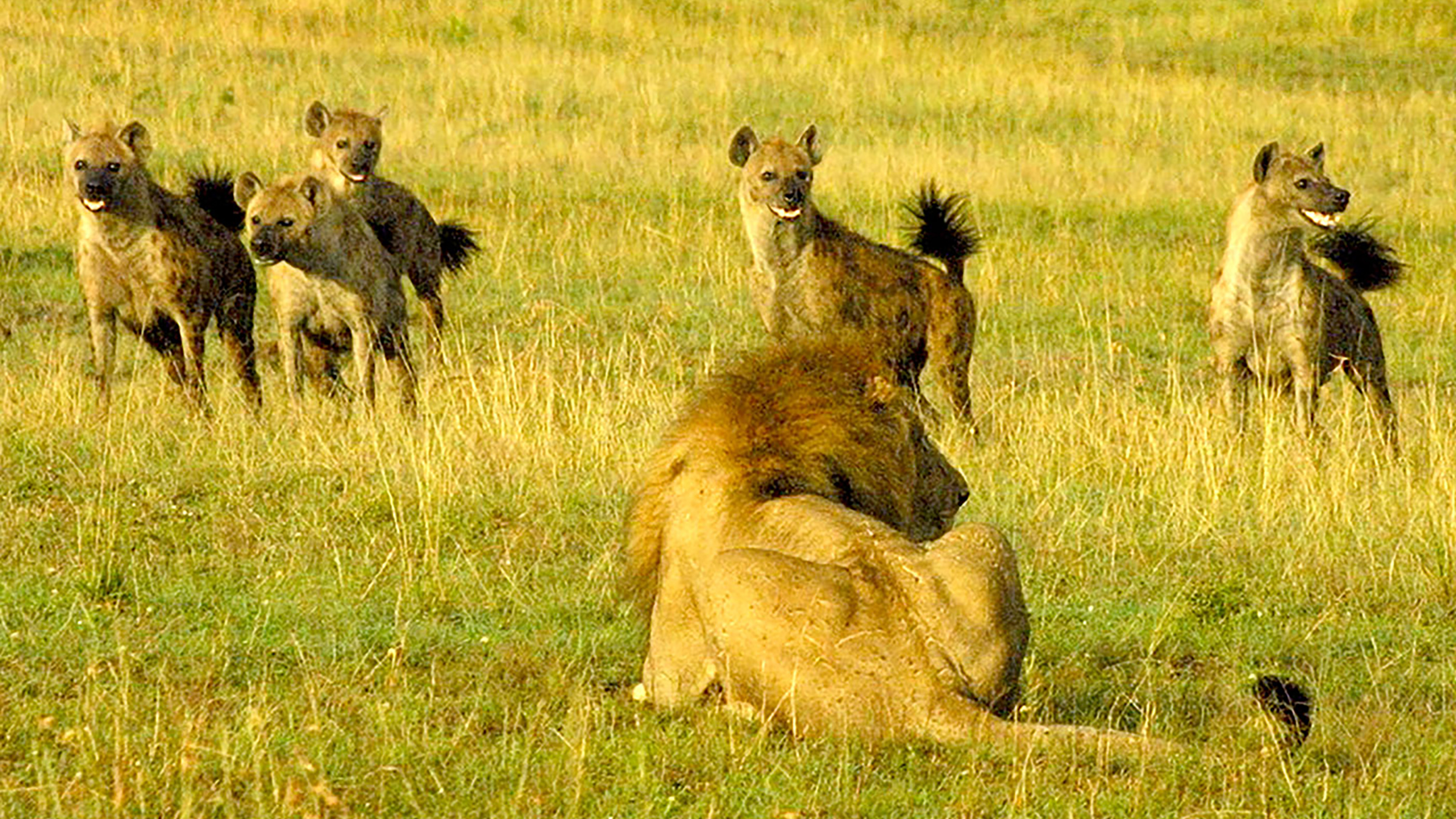 A lion faces a mob of hyenas