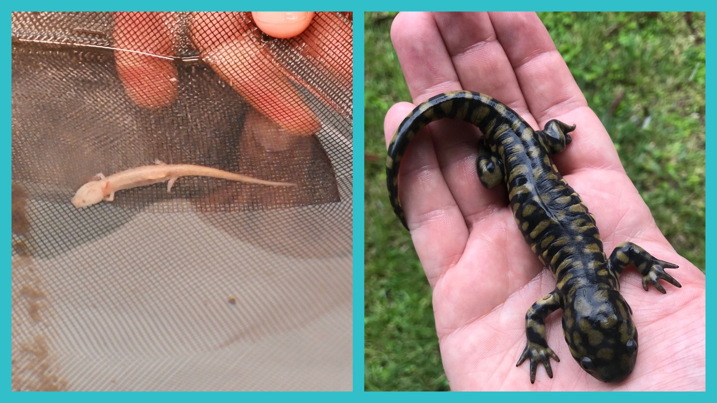 Image of salamanders