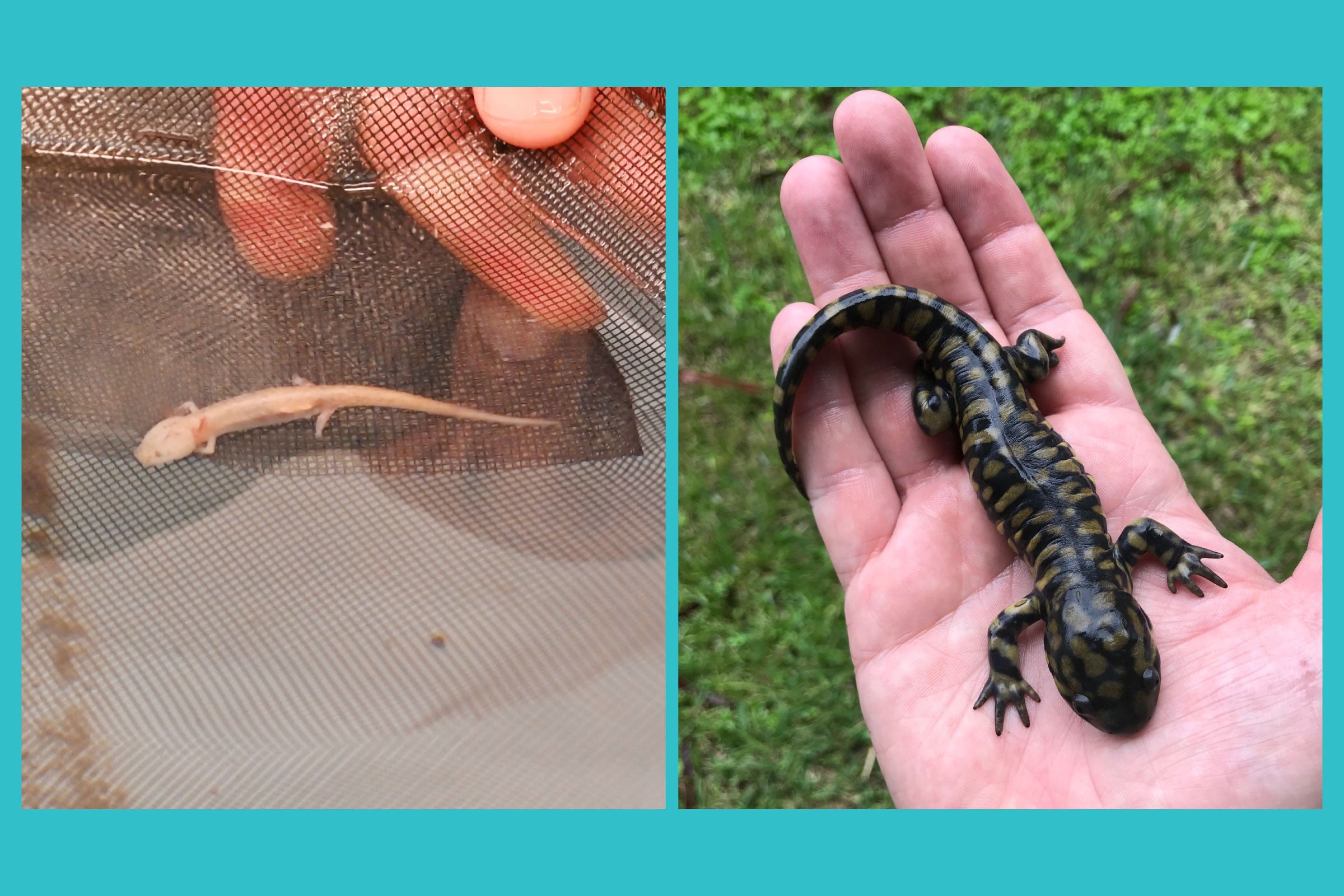 Image of two salamanders.