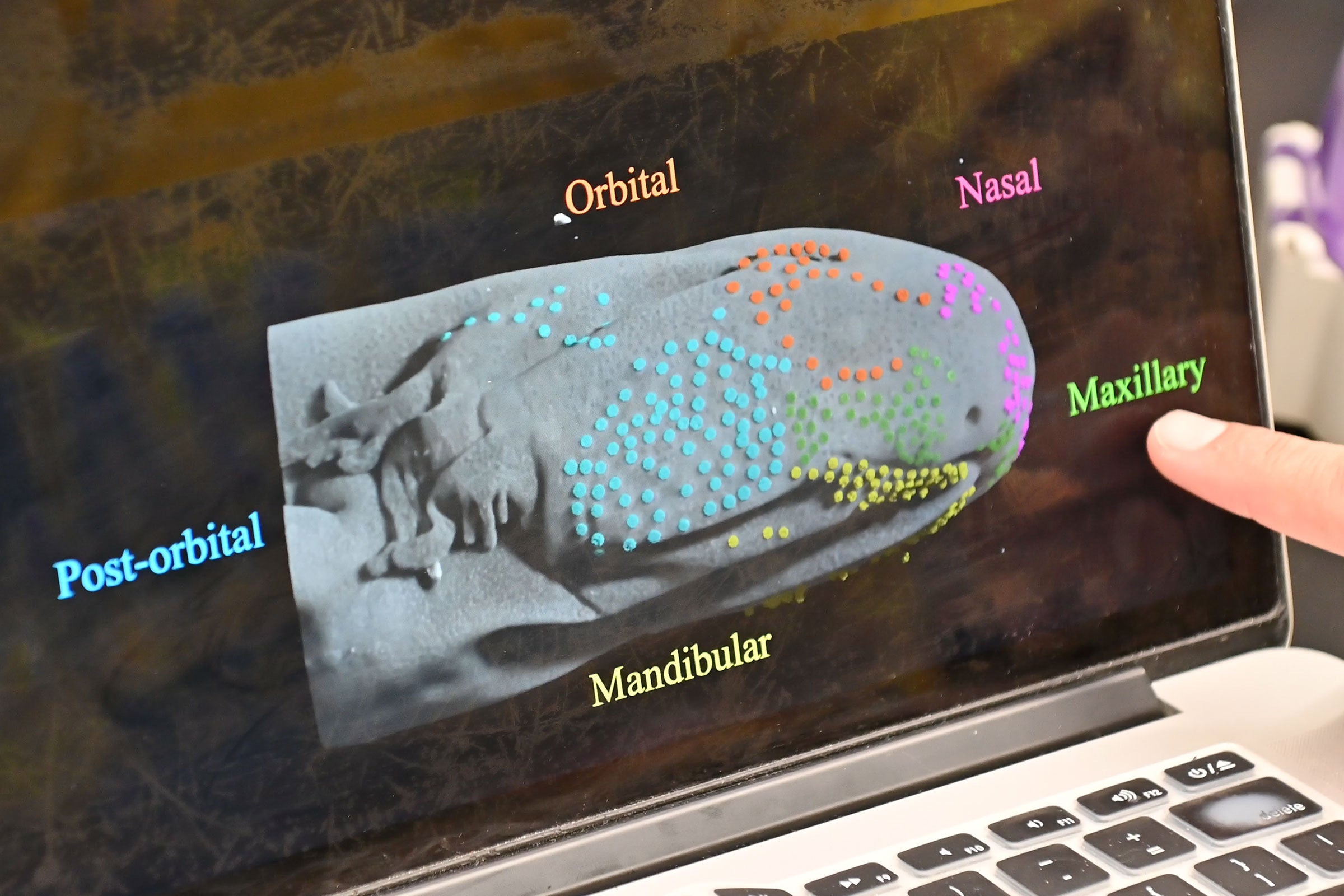Salamanders’ eyesight development offers insight into human vision loss.