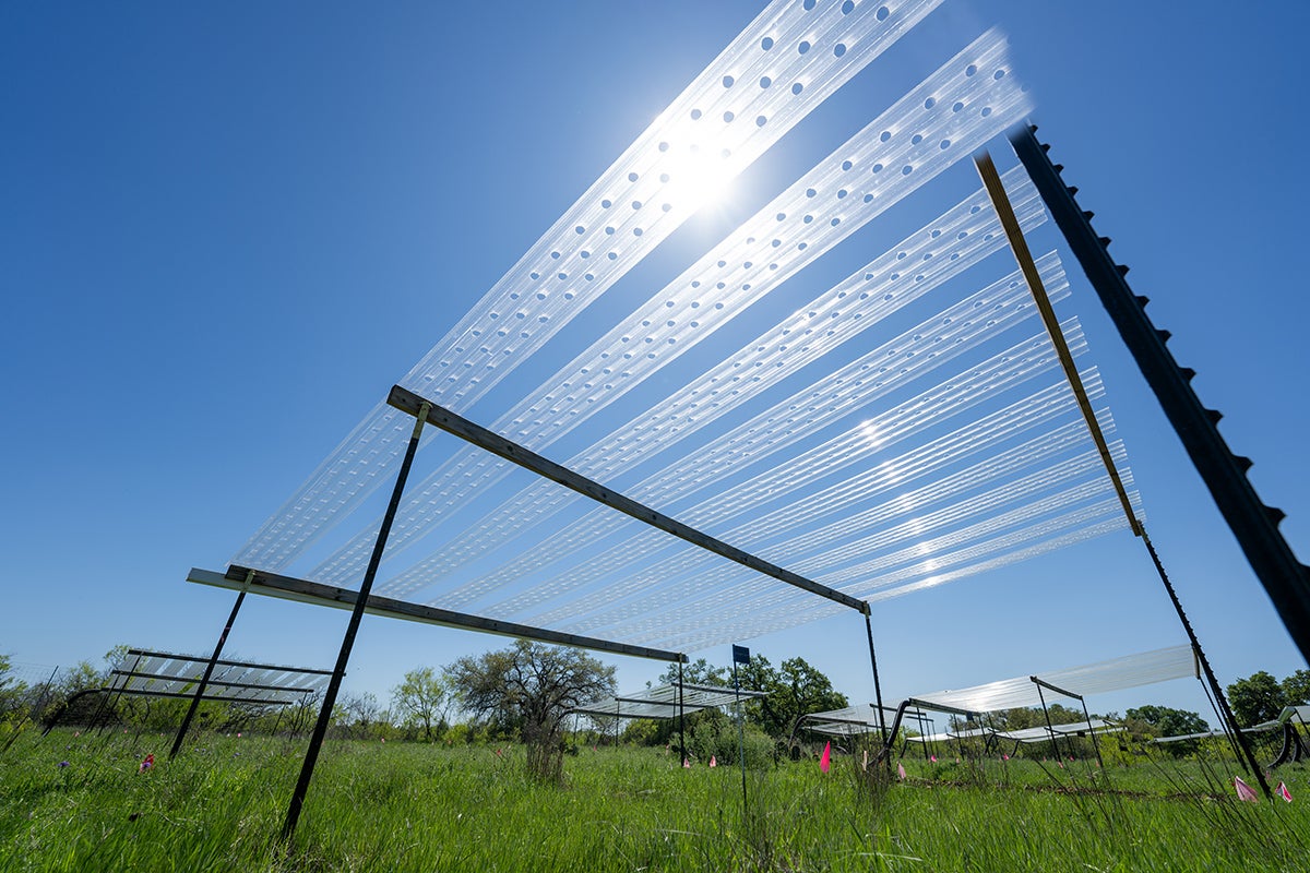 A rain-out shelter at the Lady Bird Johnson Wildflower Center. It consists of clear plastic strips supported by metal arms and legs several feet above a plot of open grassland.