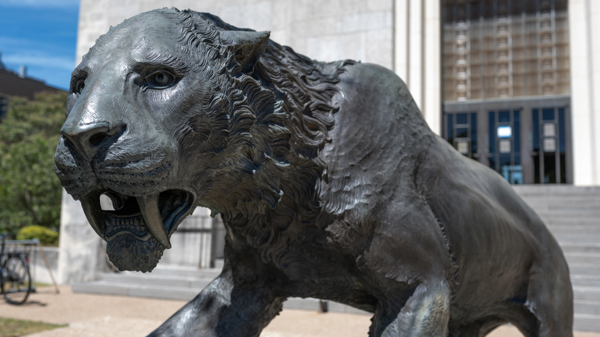 Image of a large bronze statue of a saber tooth cat in front of a limestone building