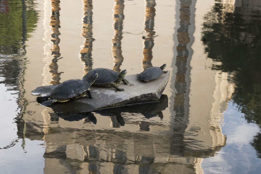 Three turtles sit atop a rock in a pond reflecting the UT Tower and trees