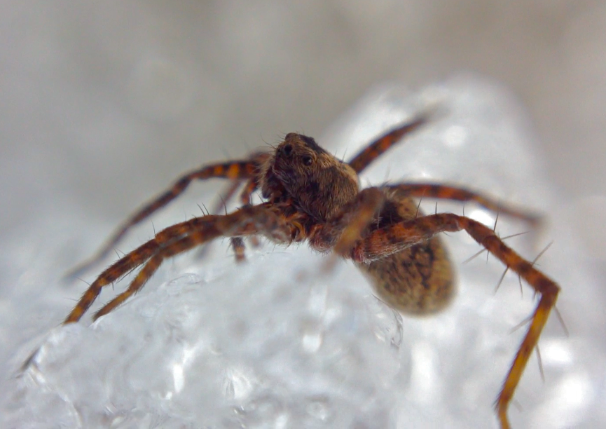 A brown spider peers out from atop an icy surface.